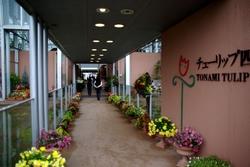 チューリップ四季彩館